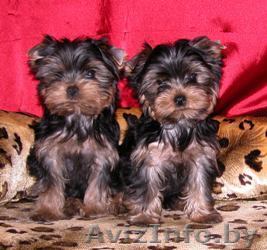 2 йоркширских щенков для продажи - Изображение #1, Объявление #65776