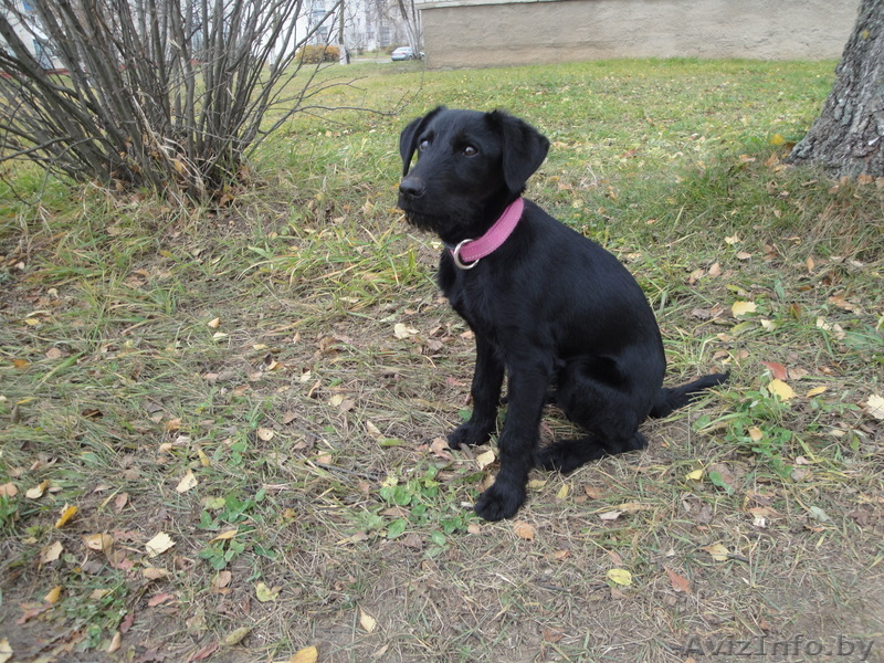 нашелся щенок черного цвета - Изображение #1, Объявление #100631