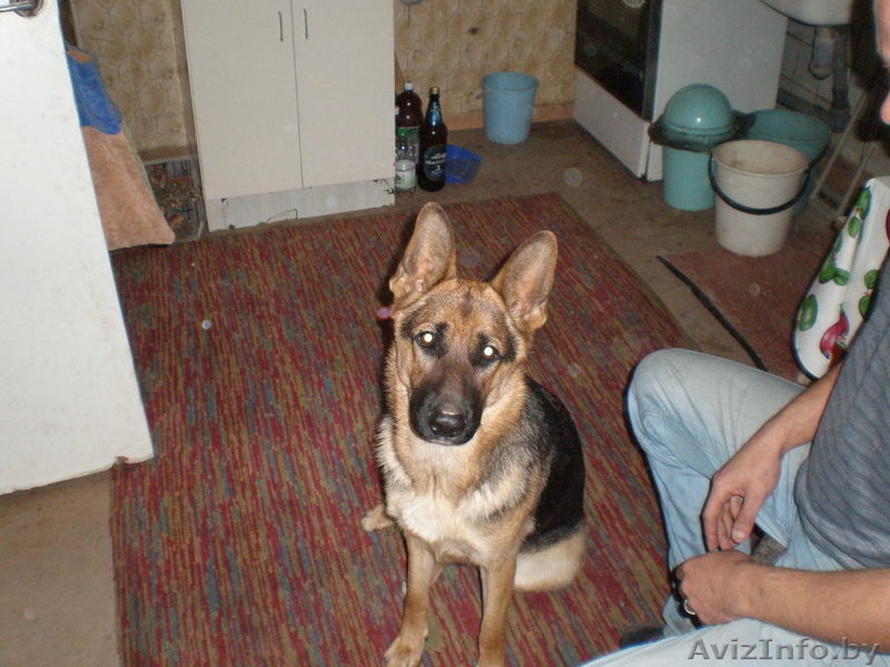 пропала собака помогите!!!!!! - Изображение #1, Объявление #94904