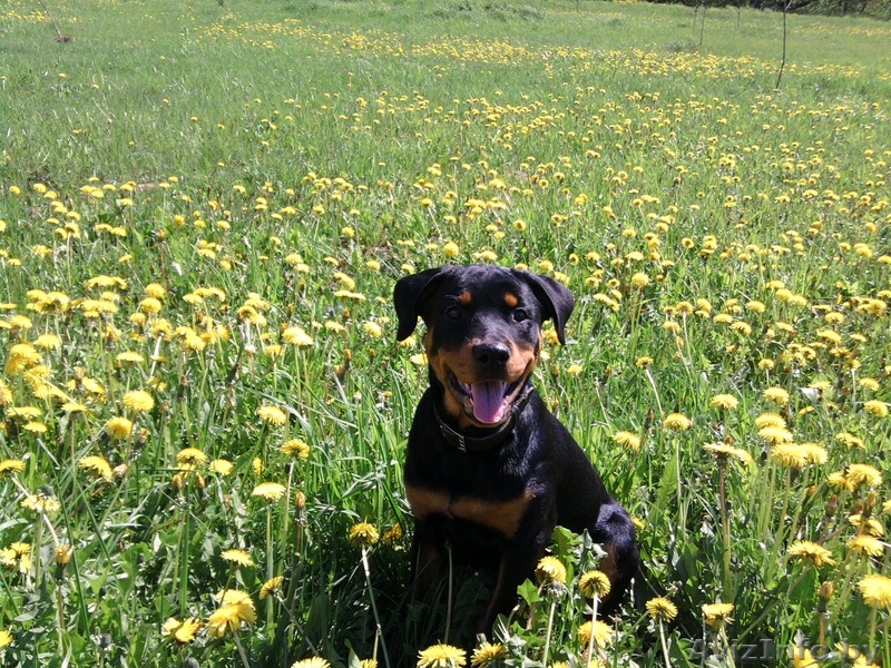 Продается РОТВЕЙЛЕР - Изображение #1, Объявление #273577