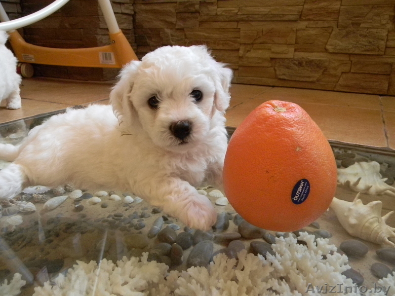 Бишон Фризе щенки - Изображение #1, Объявление #339518