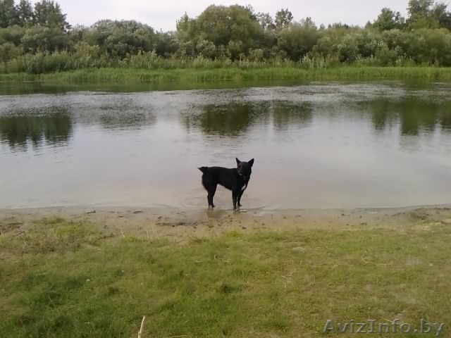 Пропала собака черная с белым - Изображение #1, Объявление #721622