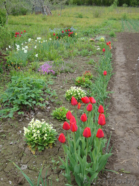  Дачный участок недалеко от Жодино. Срочно - Изображение #1, Объявление #901295