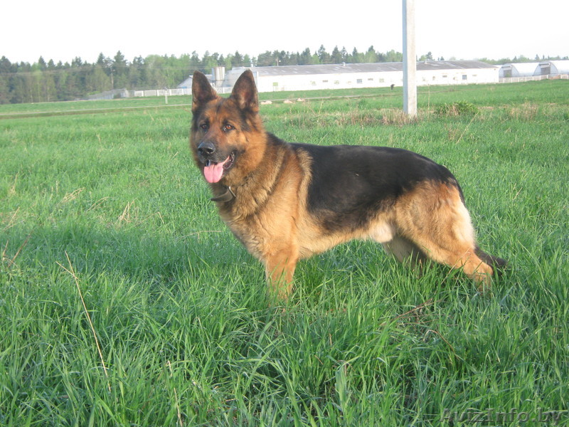 щенков немецкой овчарки - Изображение #1, Объявление #960548