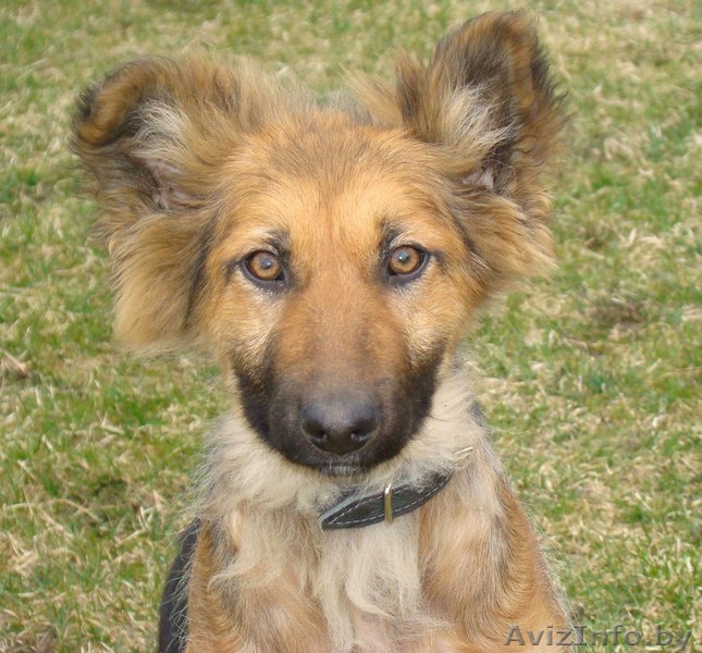 Пёс Джеймс!!!!Очаровательный щенок!!! - Изображение #1, Объявление #1073458