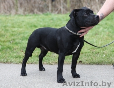 Найдена собака, похожая на стаффорда - Изображение #1, Объявление #1126163