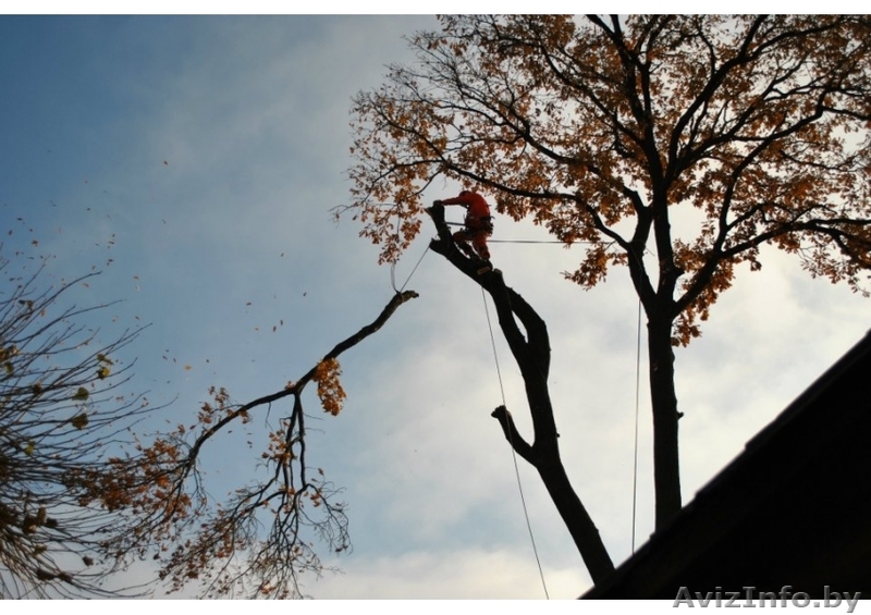 Спилим дерево любой сложности, на всей территории РБ. - Изображение #1, Объявление #1189807