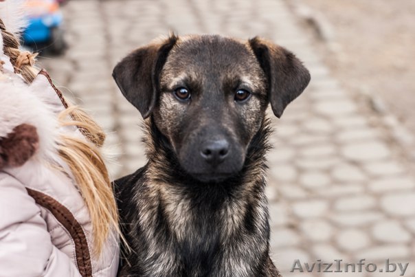 Бесплатное счастье - Изображение #1, Объявление #1394107