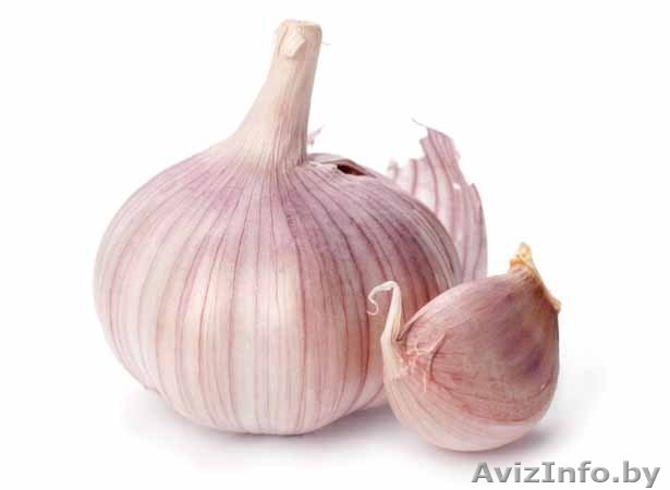 Чеснок домашний - Изображение #1, Объявление #1578327