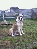 Щенки среднеазиатской овчарки. - Изображение #1, Объявление #28506