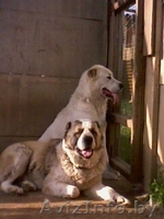 Щенки среднеазиатской овчарки. - Изображение #3, Объявление #28506