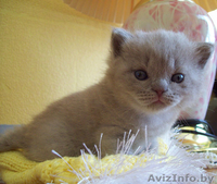Британские котята. - Изображение #3, Объявление #829208