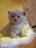 Британские котята. - Изображение #1, Объявление #829208