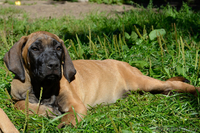 Продаются щенки фила бразилейро - Изображение #1, Объявление #969250