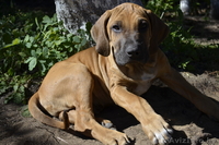 Продаются щенки фила бразилейро - Изображение #2, Объявление #969250