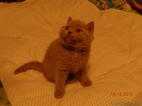 Котёнок Британский  - Изображение #3, Объявление #976663