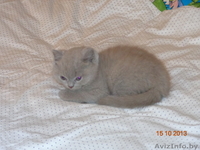 Котёнок Британский  - Изображение #2, Объявление #976663