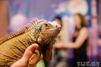 Артисты оригинальных жанров - Изображение #2, Объявление #977914