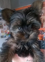 щенок йоркширского терьера(девочка) - Изображение #1, Объявление #1418152