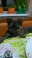 щенок йоркширского терьера(девочка) - Изображение #3, Объявление #1418152