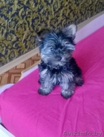 щенок йоркширского терьера(девочка) - Изображение #4, Объявление #1418152