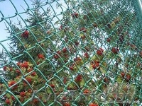 Установка забора из сетки-рабицы - Изображение #4, Объявление #1440996