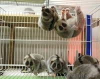 Лемур Лори Разведение лемуров от элитного  - Изображение #2, Объявление #1439500