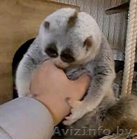 Лемур Лори Разведение лемуров от элитного  - Изображение #1, Объявление #1439500