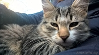 Отдам котёнка в заботливые руки - Изображение #2, Объявление #1507878