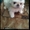ПоПородистые БЕЛОСНЕЖНЫЕ щенки пекинеса  - Изображение #1, Объявление #894065