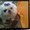 ПоПородистые БЕЛОСНЕЖНЫЕ щенки пекинеса  - Изображение #2, Объявление #894065