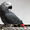 Африканские серые попугаи и попугаи ара для продажи........ - Изображение #2, Объявление #950998