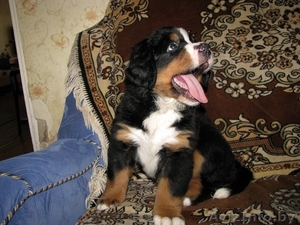 Щенки бернского зенненхунда от элитных родителей