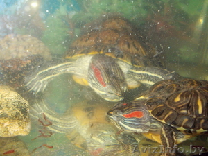 Продам 2-ух красноухих черепах.