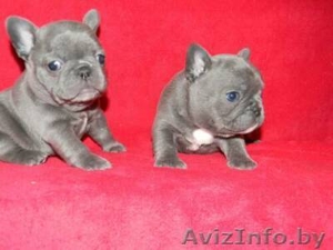 2очаровательны Синий французский продаются щенки - Изображение #1, Объявление #900027