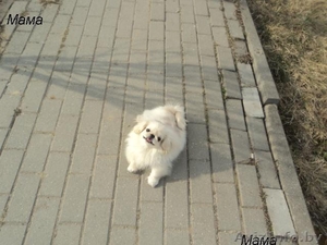 ПоПородистые БЕЛОСНЕЖНЫЕ щенки пекинеса  - Изображение #3, Объявление #894065