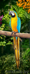Африканские серые попугаи и попугаи ара для продажи........ - Изображение #1, Объявление #950998