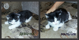 котята бесплатно