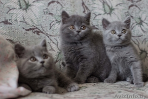  Очаровательные Британские котята - Изображение #1, Объявление #1285047