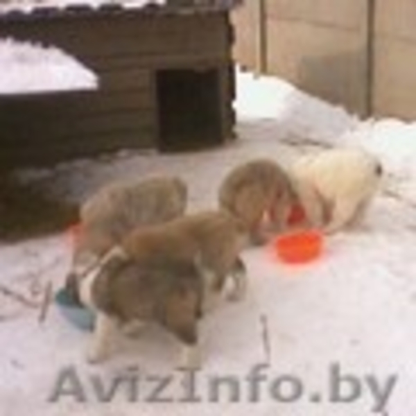 Щенки среднеазиатской овчарки. - Изображение #2, Объявление #28506