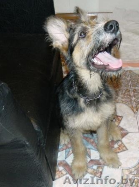 в ЖОДИНО найден ЩЕНОК овчарки - Изображение #3, Объявление #642963