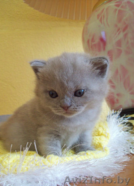 Британские котята. - Изображение #2, Объявление #829208