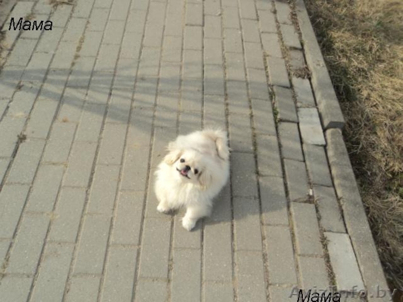 ПоПородистые БЕЛОСНЕЖНЫЕ щенки пекинеса  - Изображение #3, Объявление #894065