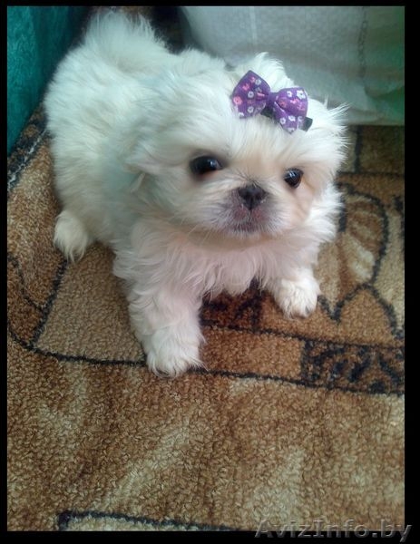 ПоПородистые БЕЛОСНЕЖНЫЕ щенки пекинеса  - Изображение #1, Объявление #894065