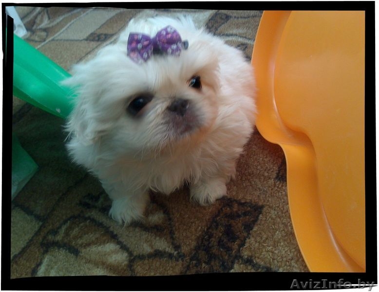 ПоПородистые БЕЛОСНЕЖНЫЕ щенки пекинеса  - Изображение #2, Объявление #894065