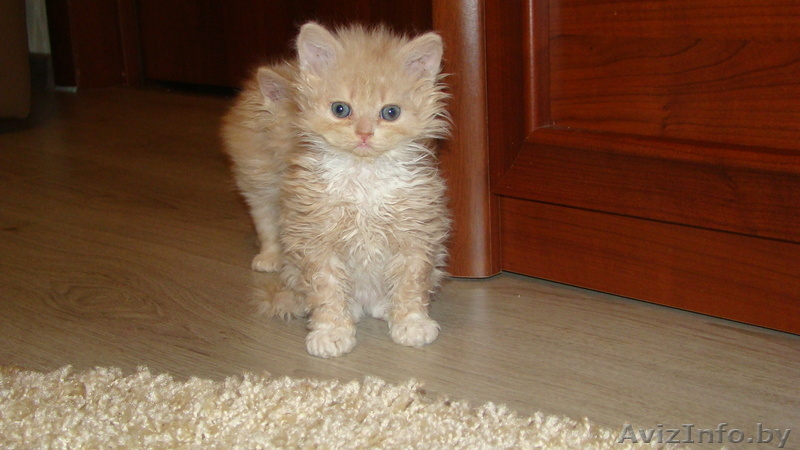 КОТЯТА СЕЛКИРК РЕКС!! - Изображение #4, Объявление #1106457
