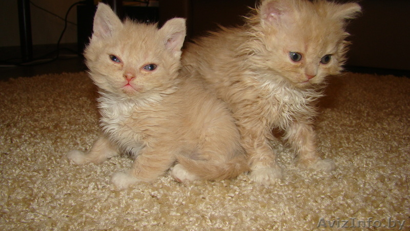 КОТЯТА СЕЛКИРК РЕКС!! - Изображение #7, Объявление #1106457