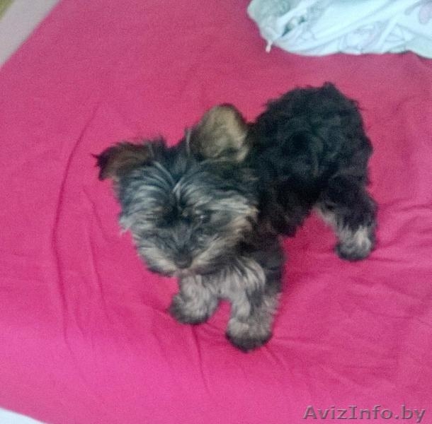 щенок йоркширского терьера(девочка) - Изображение #2, Объявление #1418152
