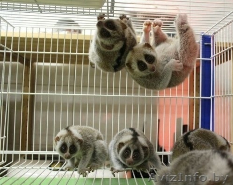 Лемур Лори Разведение лемуров от элитного  - Изображение #2, Объявление #1439500