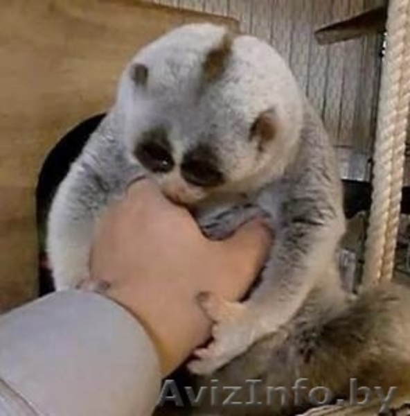 Лемур Лори Разведение лемуров от элитного  - Изображение #1, Объявление #1439500